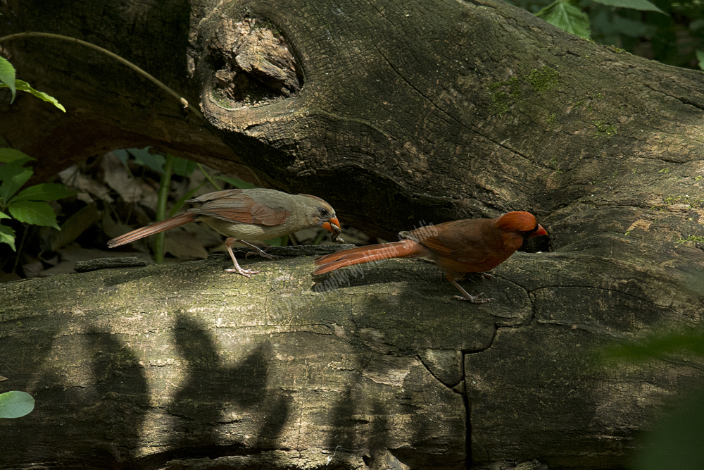 A pair of Northern Cardinals, Central Park, NY